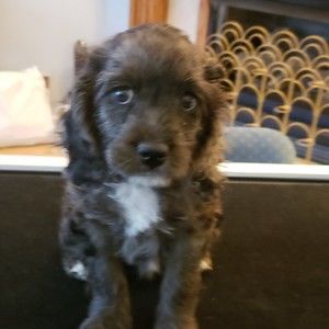 Meet your Posher, Denise